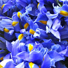 Load image into Gallery viewer, Blue Iris 2
