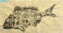Load image into Gallery viewer, Gyotaku Fish Print #6
