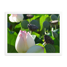 Load image into Gallery viewer, Lotus 3
