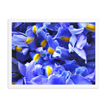 Load image into Gallery viewer, Blue Iris 2

